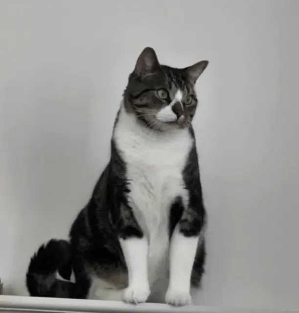 chat lost   64100 Bayonne Lucien