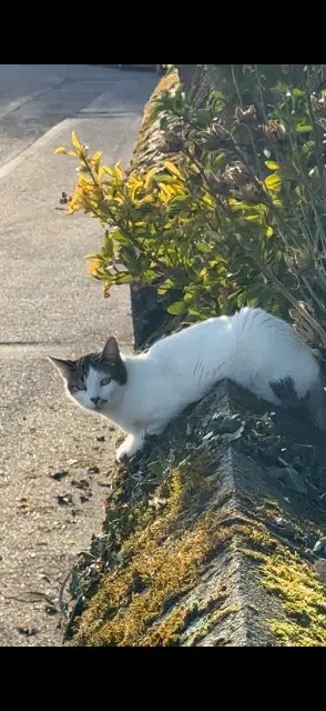 chat lost   64420 Eslourenties-Daban Luffy