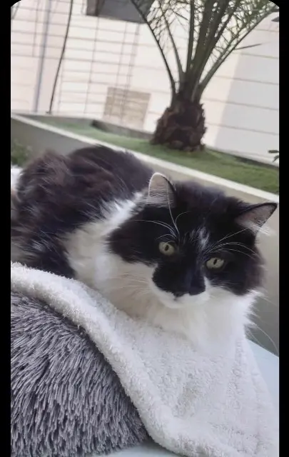 chat lost   64200 Biarritz Lulu