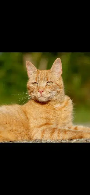 chat lost   64800 Arros-de-Nay Marin