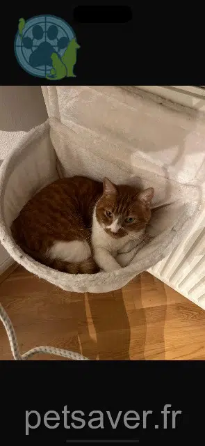 Kater lost 64230 Lescar Marley