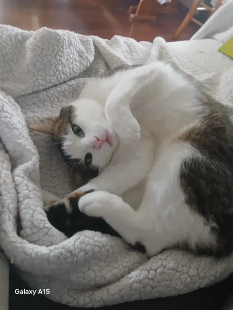 chat lost   64510 Bordes Michka