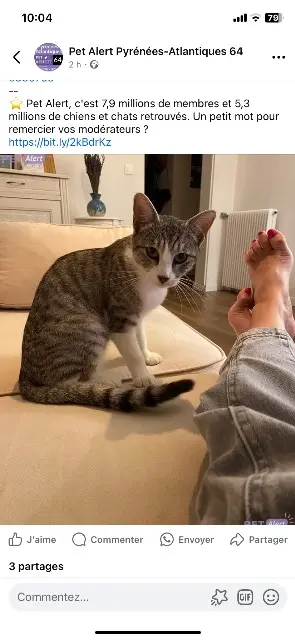 cat lost   64140 Billère Milou