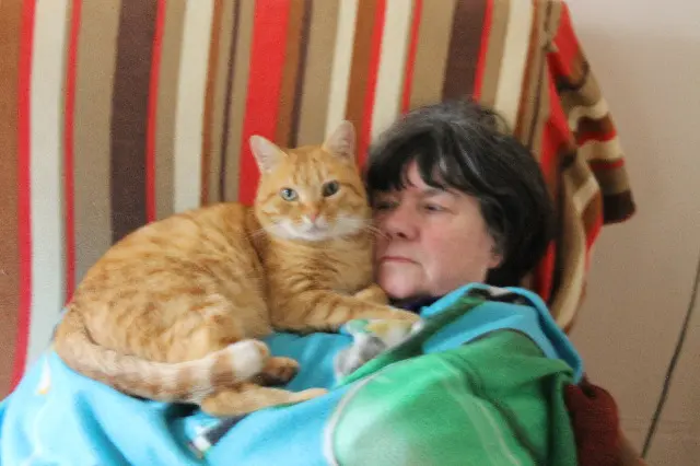 chat lost   64270 Salies-de-Béarn MIMI