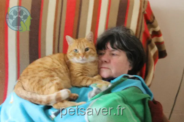 chat perdu 64270 Salies-de-Béarn Mimi chat lost 64270 Salies-de-Béarn Mimi