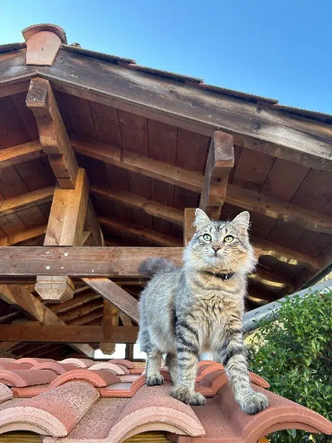 chat lost   64600 Anglet Mimi