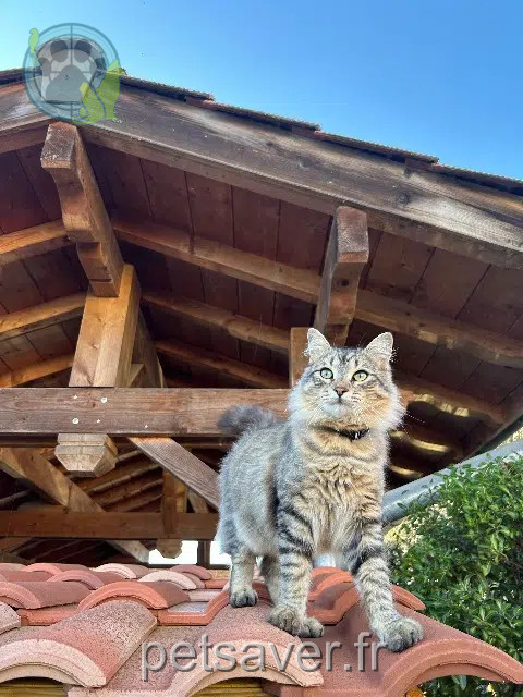 Kater vermisst 64600 Anglet Mimi Kater lost 64600 Anglet Mimi