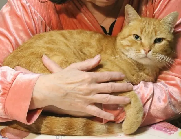 chat lost   64270 Salies-de-Béarn Mimi