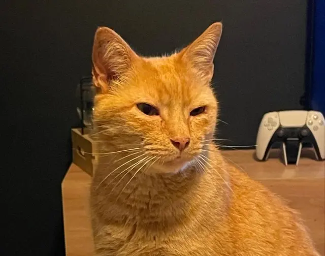 chat lost   64480 Larressore Minou