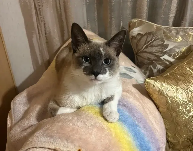 chat lost   64400 Oloron-Sainte-Marie Minouch