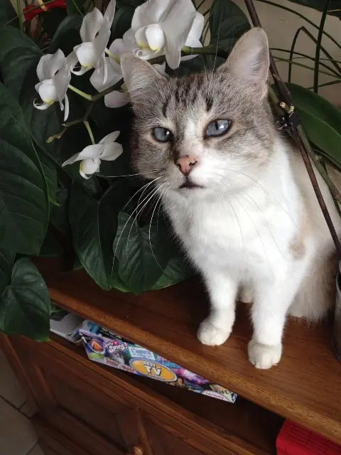 chat lost   64370 Arthez-de-Béarn Minouche