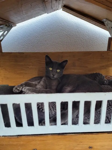 chat lost   64150 Mourenx Mistigris