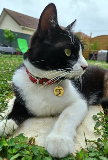chat lost   64230 Arbus Moka