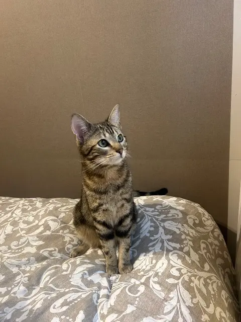 chat lost   64500 Saint-Jean-de-Luz Moka