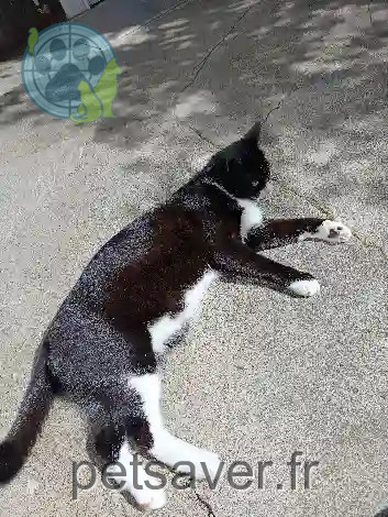 Chat Perdu 64 Pyrénées-Atlantiques - Morty Chat Perdu 64 Pyrénées-Atlantiques - Morty