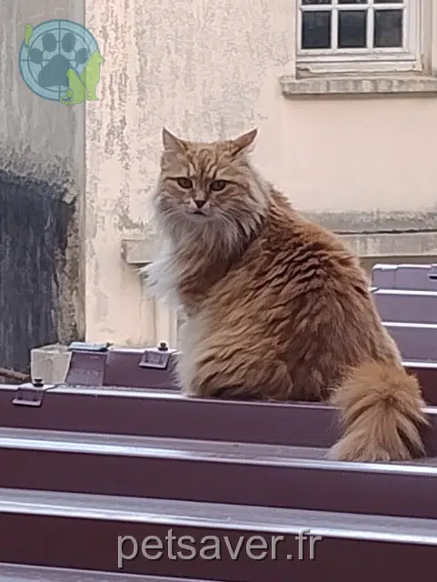 chat lost   64270 Salies-de-Béarn Mouchou
