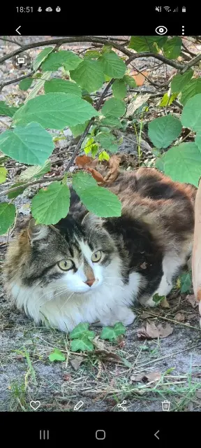 chat lost   64220 Ascarat Mozart