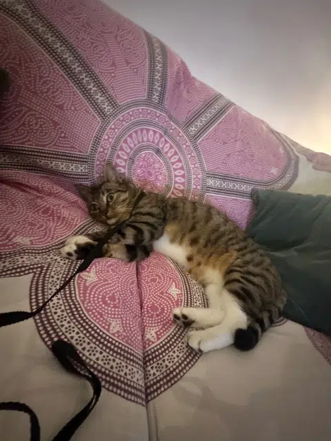 chat lost   64200 Biarritz Narco