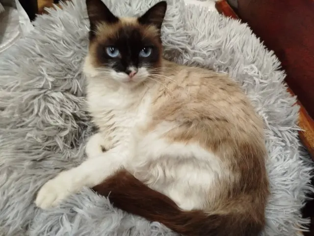 chat lost   64200 Biarritz Negu