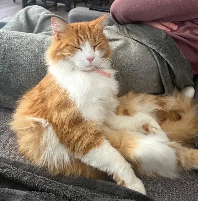 chat lost   64122 Urrugne Nougat