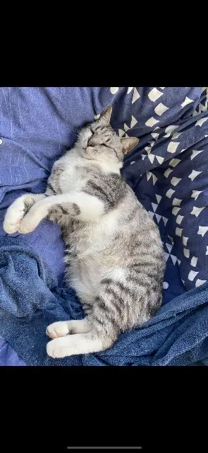 chat lost   64600 Anglet Néo