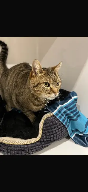 chat lost   64200 Bassussarry Olaf