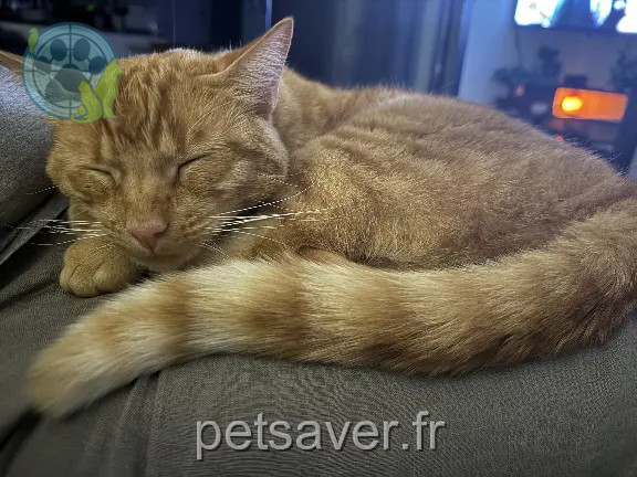 Chat Perdu 64 Pyrénées-Atlantiques - Olly Chat Perdu 64 Pyrénées-Atlantiques - Olly