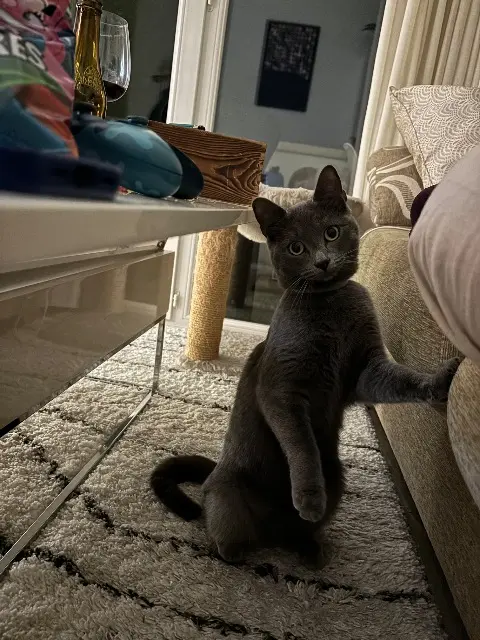 chat lost   64500 Ciboure Onyx