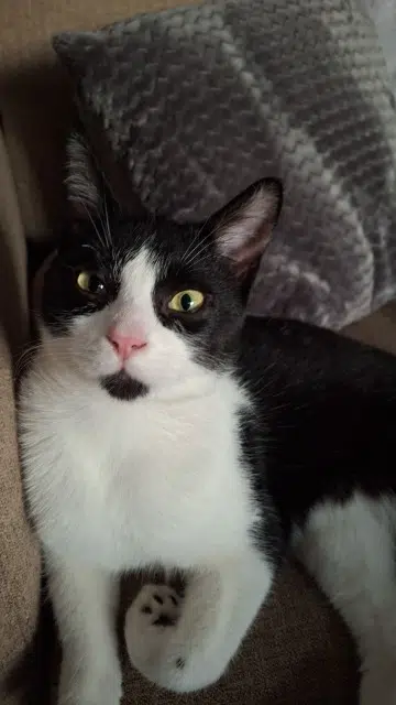 chat lost   64160 Serres-Morlaàs Oreo