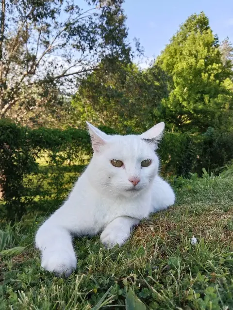 chat lost   64990 Mouguerre Othello