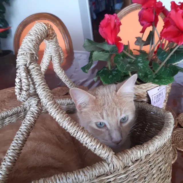chat lost   64160 Maucor OUPS