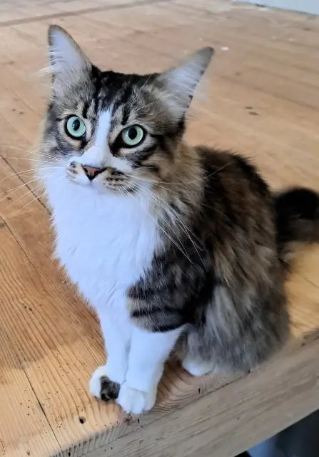 gato perdido 64140 Lons Patcha gato lost 64140 Lons Patcha