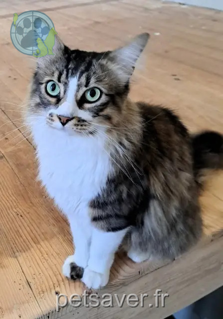 Kater vermisst 64140 Lons Patcha Kater lost 64140 Lons Patcha