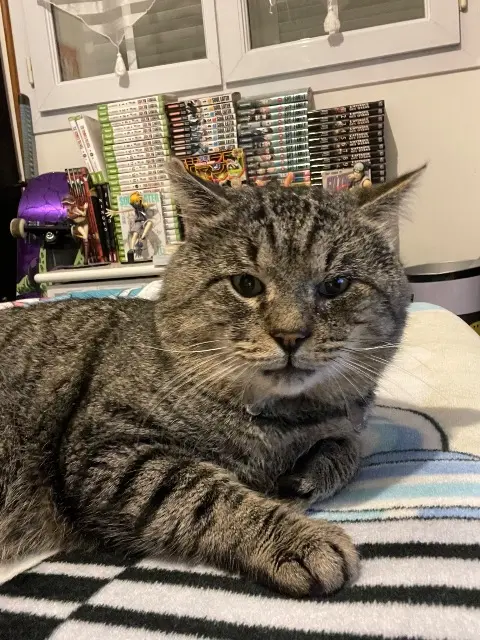 chat lost   64000 Pau Beerus