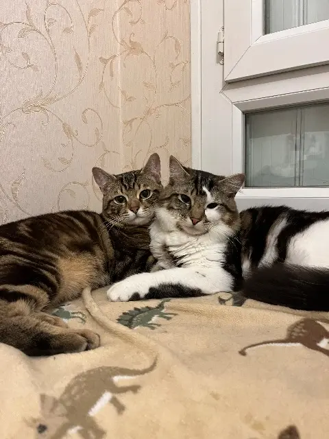 Kater vermisst 64000 Pau Borz Kater lost 64000 Pau Borz
