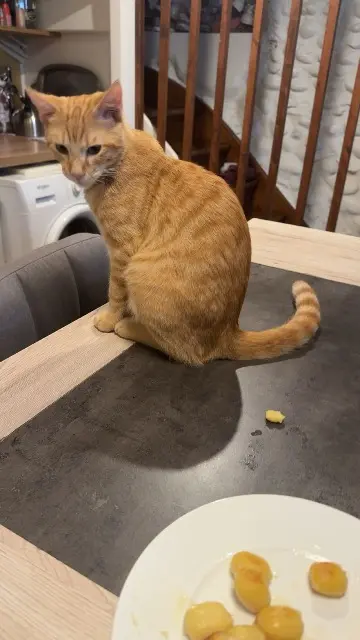 chat lost   64000 Pau Bucky