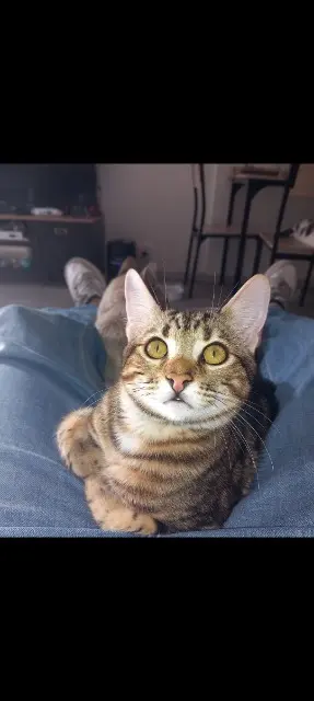 chat lost   64000 Pau Chouki