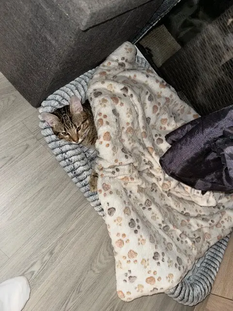 chat lost   64000 Pau Choukie