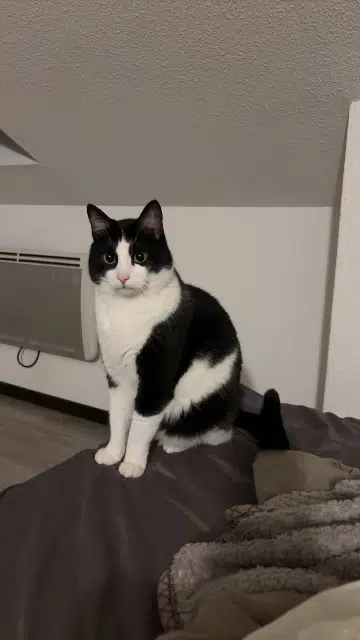 chat lost   64000 Pau Felix