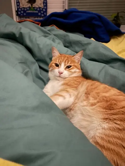 chat lost   64000 Pau Fripouille