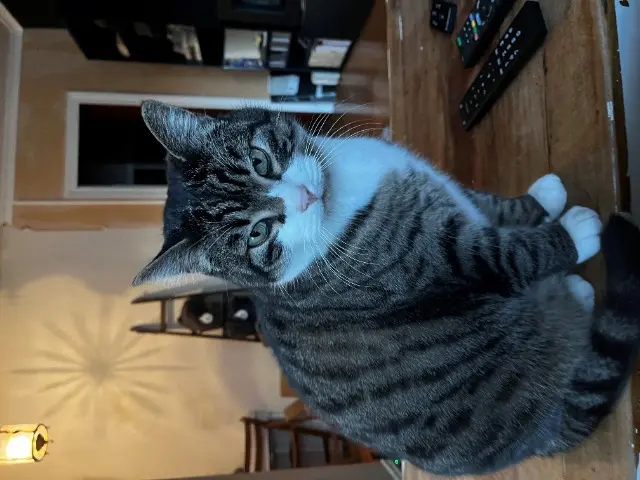 chat lost   64000 Pau Gadget