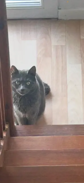 chat lost   64000 Pau Goku
