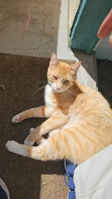 chat lost   64000 Pau Mikki