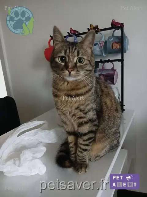chat lost   64000 Pau Oscara