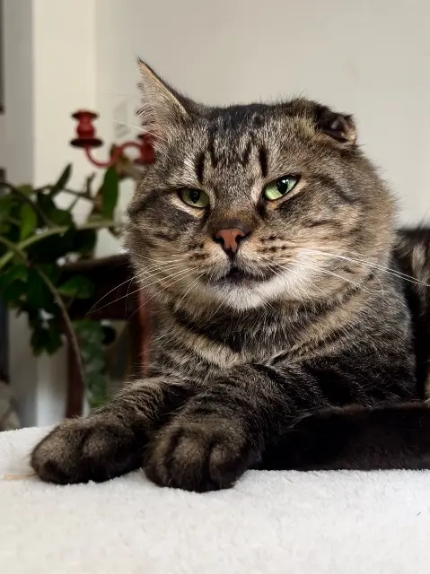 chat lost   64000 Pau Podgaric