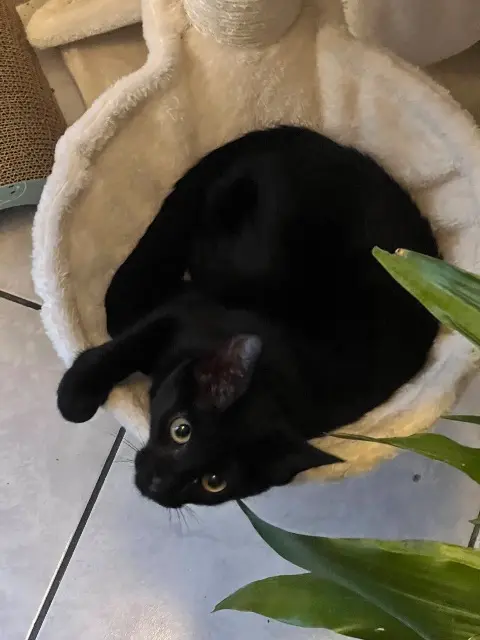 chat lost   64000 Pau Rico