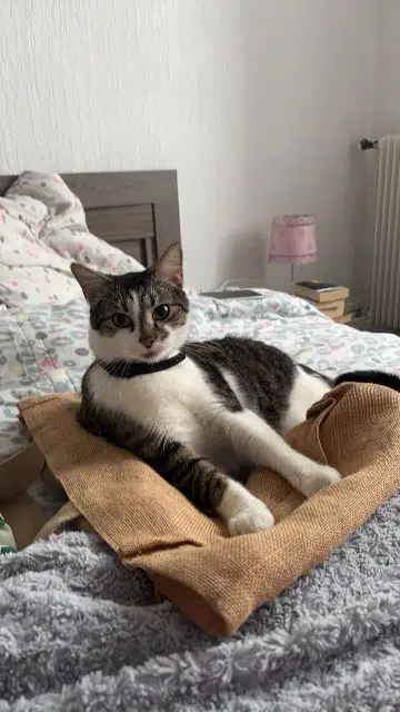 chat lost   64000 Pau Rio