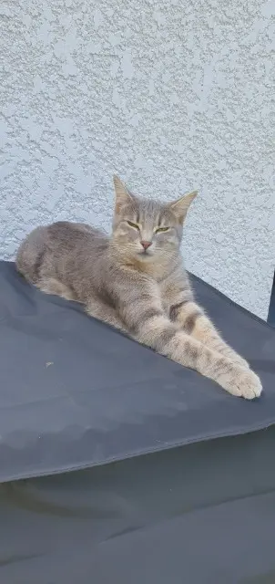 chat lost   64000 Pau Rio