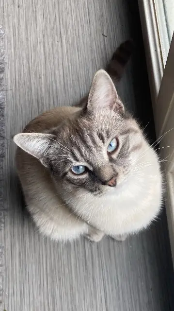 chat lost   64000 Pau Rocket