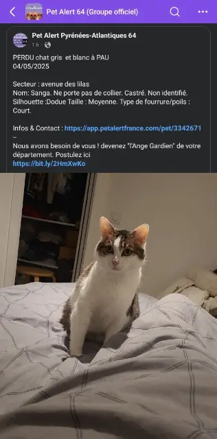 chat lost   64000 Pau Sanga